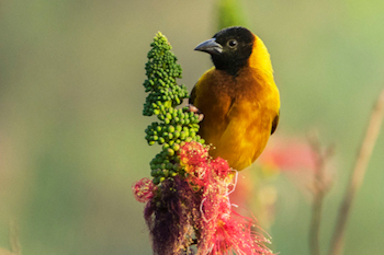 birding in uganda