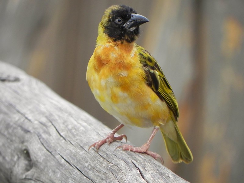 birding bunyonyi